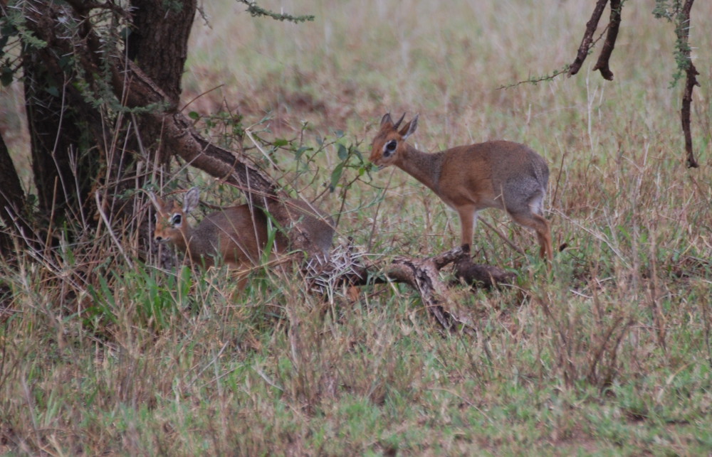 Tanzania - Dikdik (Madoqua kirkii)